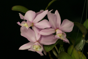 C. nobilior