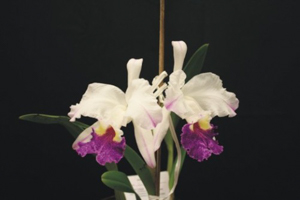 C. lueddemanniana 'Cerro Verde' AM/AOS