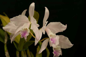 C. mendelii