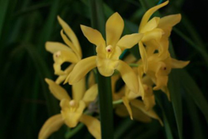 Cym. Yellow Candy