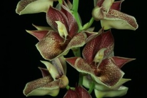Ctsm. Orchidglade