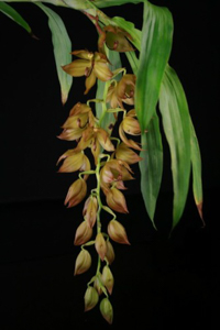 Miscellaneous Genera