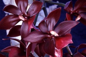 Catasetum Culture