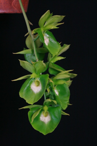 Ctsm. Orchidglade