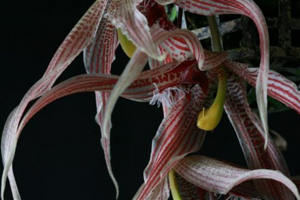 Slideshow