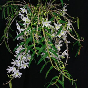 Den. Ise 'Pearl' AM/AOS