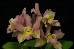 C. Polyanne 'Jennifer's Choice'