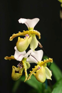 Paph. spicerianum