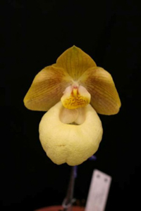 Paph. Fumi's Delight 'California Orange'