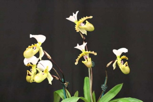 Paph. spicerianum