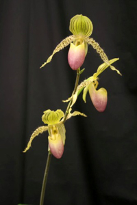 Paph. Prime Child