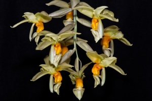 Photo of the Month from the Show Table