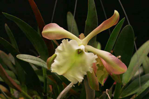 B. Aristocrat