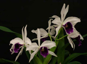 L. purpurata 'Cindarosa'