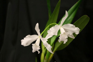 L. purpurata var. alba