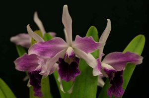 L. purpurata var. striata