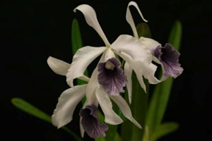 L. purpurata var. werkauseri