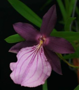 Oncidiums
