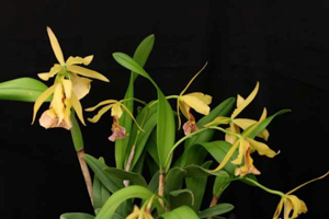 Lc. Golden Sunrise