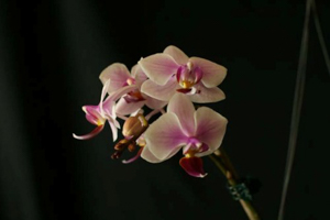 Phalaenopsis