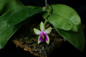 Phal. bellina