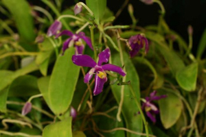 How and When to Water Your Orchid