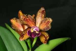 Blc. Wainae Leopard 'Ching Hua'