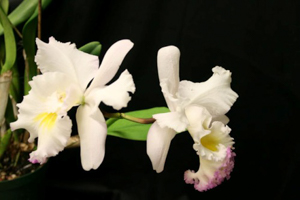 Blc. California Girl 'Orchid Library' x Bc. Deesse
