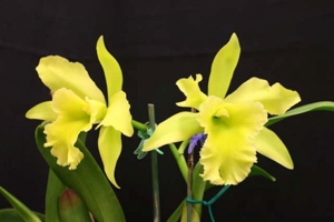 Blc. Ports of Paradise 'Emerald Isle'