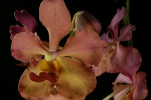 V. Josephine van Brero x V. Robert's Delight