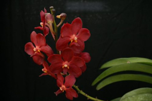 Ascda. Sweet Pea