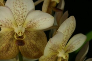 Ascda. Krailerk White x V. sanderiana