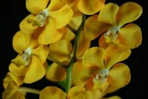 Ascda. Memoria Thianchai