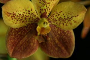 Ascda. Motes Burning Sands 'Mary Motes'