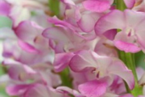 Rhy. coelestis