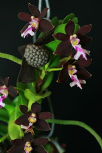 Trgl. atropurpurea