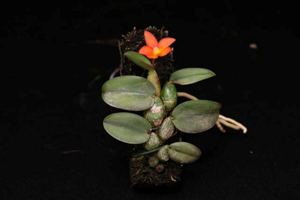 S. cernua