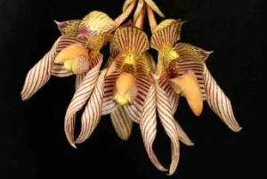 Bulb. bicolor 'A-doribal'