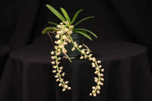 Tuberolabium quisumbingii