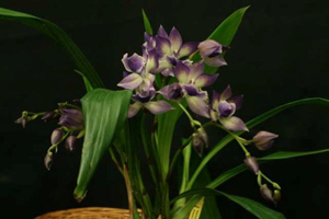 Zygonisia Cynosure