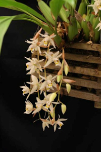 Coel. stricta