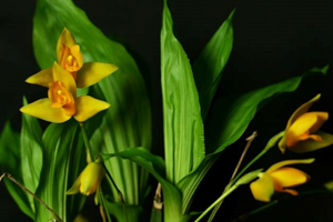 Lycaste aromatica