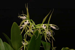 Encyclias and Epidendrums