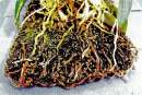 Beginner Series 10 - Root system on tree fern slab rotted before plant remounted