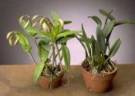 Light for Orchids