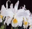 Cattleya Culture