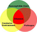 Orchid Pests Identification and Treatment
