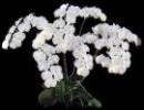 Understanding pH Management and Plant Nutrition