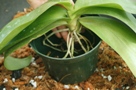 Repotting Orchids