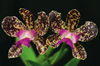 Orchid Photographs